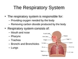 Respiratory System PowerPoint