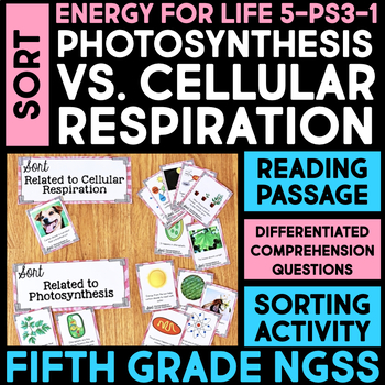 Photosynthesis & Cellular Respiration Worksheet Set of 5
