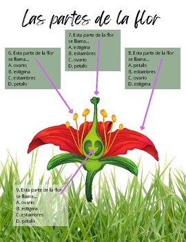 SPANISH - Parts of a plant and Life Cycle of a Plant Test | TPT