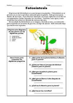 Preview of SPANISH Photosynthesis - Fotosíntesis