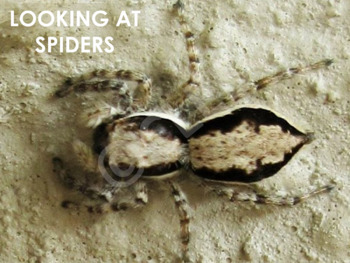 Preview of AFRICAN ANIMALS: Spiders - PowerPoint presentation