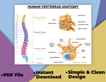 Preview of SPINE POSTER, Spinal Column, Human Spine, Anatomy Art, Vertebral Column.