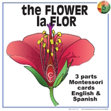 SPRING 3-Part Cards - FLOWER - Montessori Nomenclature Eng