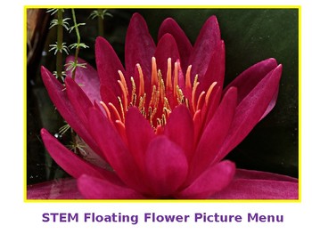 Preview of STEM Floating Flower Picture Materials