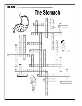 STOMACH CROSSWORD (27 CLUES) BIG PUZZLE by Scorton Creek Publishing