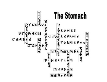 STOMACH CROSSWORD AND COLOR by Scorton Creek Publishing Kevin Cox