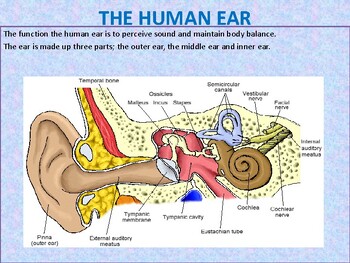Preview of STRUCTURE AND FUNCTION OF HUMAN EAR