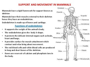 Preview of SUPPORT AND MOVEMENT IN MAMMALS