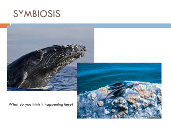 Symbiosis Commensalism Mutualism Parasitism Power Point By