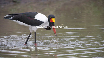 Preview of Saddle Billed Stork