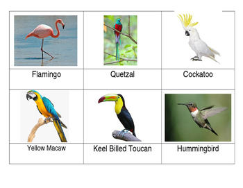 Preview of Safari Exotic Birds Toob Matchup cards