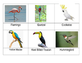Safari Exotic Birds Toob Matchup cards