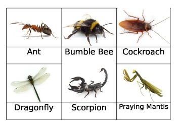 toob insects
