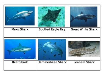 Preview of Safari Sharks Toob Matchup Cards