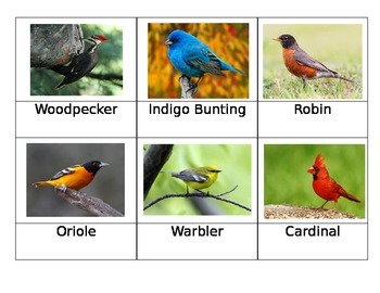 Preview of Safari Toob Backyard Birds matchup cards