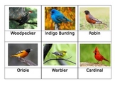 Safari Toob Backyard Birds matchup cards