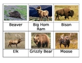 Safari Toob North American Wildlife Matchup Cards