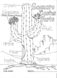 Saguaro Cactus Fun Facts Worksheets