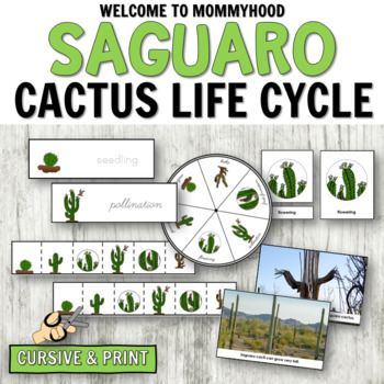 Preview of Saguaro Cactus Life Cycle Activities