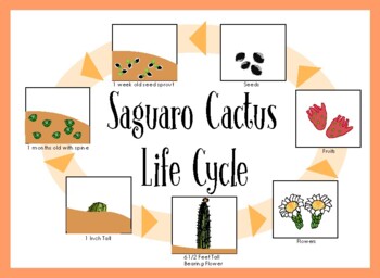 Free Saguaro Cactus Life Cycle Worksheet worksheet for Kids