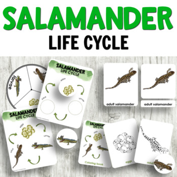 Preview of Salamander Life Cycle Activities