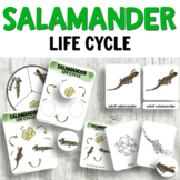 Salamander Life Cycle Activities