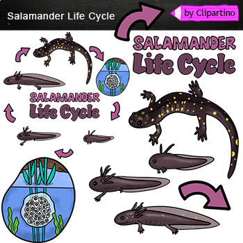 Preview of Salamander Life Cycle Clip art Commercial use 