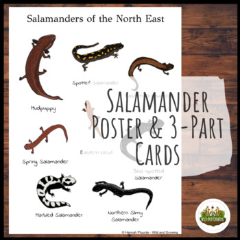 Preview of Salamander Poster & 3-Part Cards | Nature Study | Homeschool