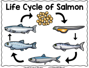 Salmon: An Animal Study