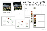 Salmon Life Cycle 3-Part Cards & Worksheets - Montessori N