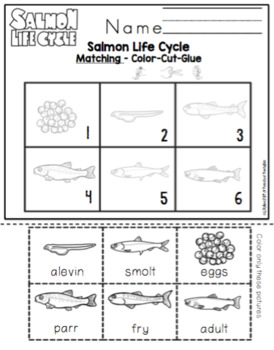 Salmon Life Cycle Math and Literature by Preschool Printable | TpT