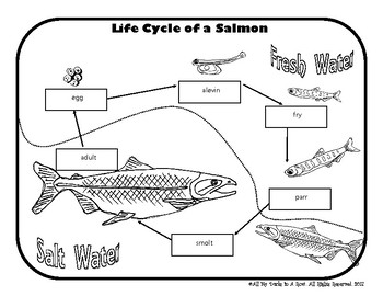 Salmon Life Cycle by All My Ducks in a Row | TPT