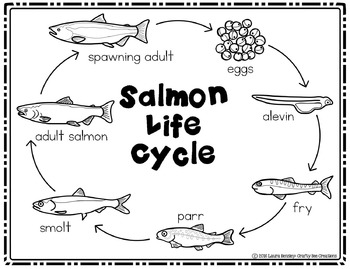 Salmon Life Cycle Craft by Crafty Bee Creations | TpT