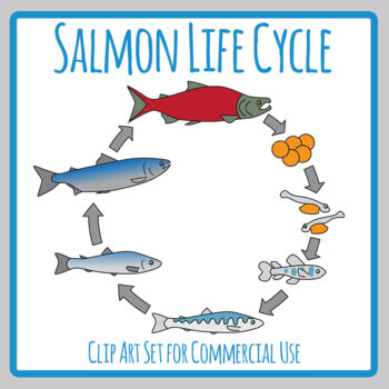 Salmon Life Cycle / Fish / Animal Life Cycle Diagram Science Clip Art Set