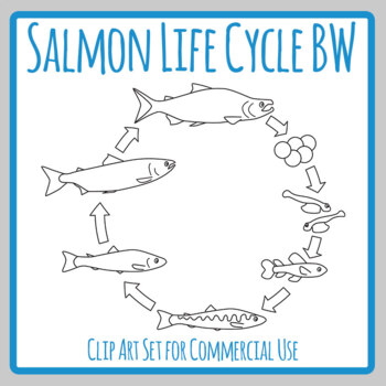 Salmon Life Cycle / Fish / Animal Life Cycle Diagram Science Clip Art ...