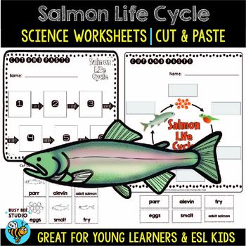 Salmon Life Cycle Worksheet