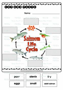 Salmon Life Cycle Worksheets | Cut and Paste by Busy Bee Studio | TpT