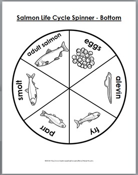 Salmon Life Cycle by Marcia Murphy | Teachers Pay Teachers