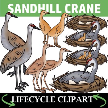 Preview of Sandhill Crane Life Cycle Clipart - Bird Clip Art