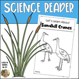 Sandhill Cranes Informational Science Bird Reader for Kind