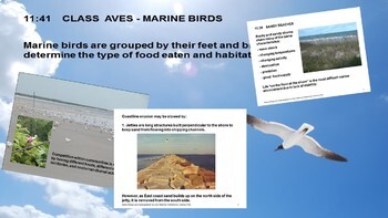 Preview of Sandy Beaches and Estuaries - Ocean/Marine Biology Unit 11
