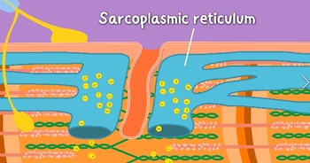 Preview of Sarcolemma,T-tubule,Sarcoplasmic reticulum