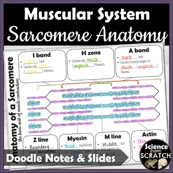 Preview of Sarcomere Anatomy Doodle Notes | Muscular System Unit