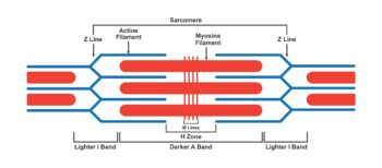 Preview of Sarcomere. Muscular Sarcomere Illustration.