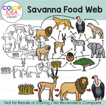 Savanna Food Web by Color Idea | TPT