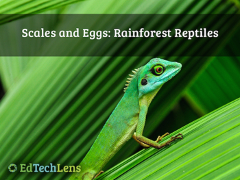 Preview of Scales and Eggs - Rainforest Reptiles Distance Learning PDF