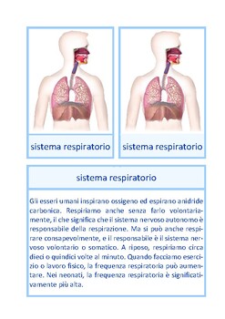 Preview of Scheda informativa sul sistema respiratorio, Montessori, italiano