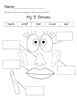 science 5 senses visual display and worksheets by cari stanley tpt