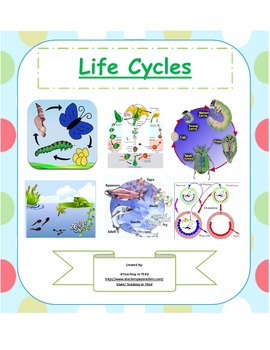 Preview of Science Activity Center-Focus on Life Cycles