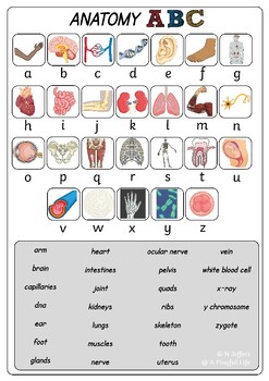 https://ecdn.teacherspayteachers.com/thumbitem/Science-Anatomy-ABC-Poster-10256264-1695993525/original-10256264-1.jpg